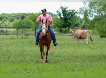 Caballo cuarto de milla, Caballo castrado, 14 años, 152 cm, Alazán-tostado