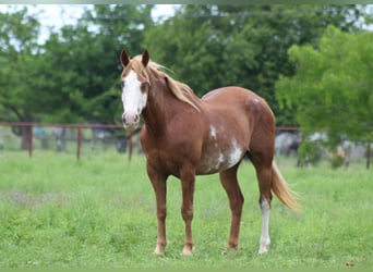 Caballo cuarto de milla, Caballo castrado, 14 años, 152 cm, Alazán-tostado