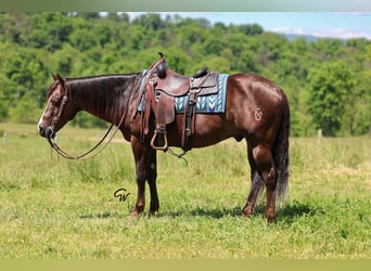 Caballo cuarto de milla, Caballo castrado, 14 años, 152 cm, Alazán-tostado