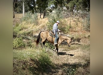 Caballo cuarto de milla, Caballo castrado, 14 años, 152 cm, Buckskin/Bayo