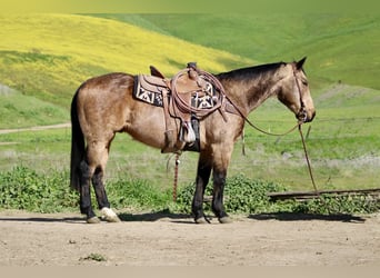 Caballo cuarto de milla, Caballo castrado, 14 años, 152 cm, Buckskin/Bayo