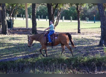 Caballo cuarto de milla, Caballo castrado, 14 años, 152 cm, Buckskin/Bayo