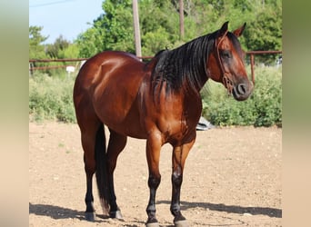 Caballo cuarto de milla, Caballo castrado, 14 años, 152 cm, Castaño rojizo