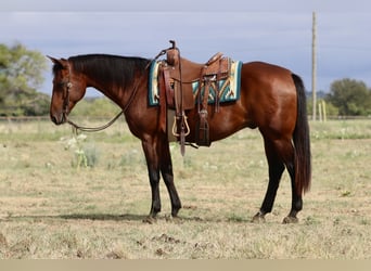 Caballo cuarto de milla, Caballo castrado, 14 años, 152 cm, Castaño rojizo