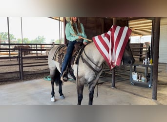 Caballo cuarto de milla, Caballo castrado, 14 años, 152 cm, Grullo