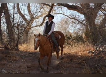 Caballo cuarto de milla, Caballo castrado, 14 años, 152 cm, Palomino