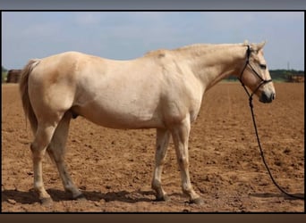 Caballo cuarto de milla, Caballo castrado, 14 años, 152 cm, Palomino