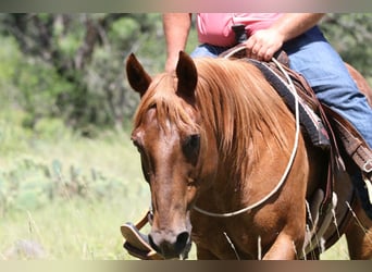 Caballo cuarto de milla, Caballo castrado, 14 años, 152 cm, Ruano alazán