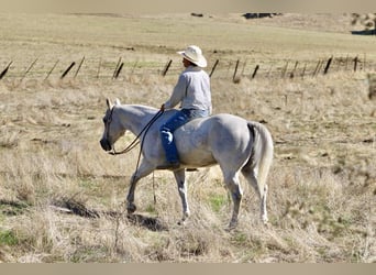 Caballo cuarto de milla, Caballo castrado, 14 años, 152 cm, Tordo