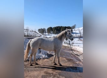 Caballo cuarto de milla, Caballo castrado, 14 años, 152 cm, Tordo