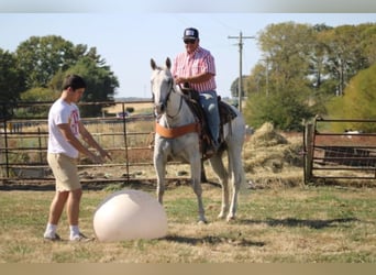 Caballo cuarto de milla, Caballo castrado, 14 años, 152 cm, Tordo