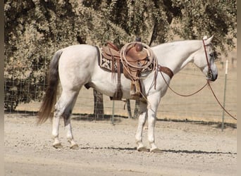 Caballo cuarto de milla, Caballo castrado, 14 años, 152 cm, Tordo