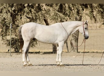 Caballo cuarto de milla, Caballo castrado, 14 años, 152 cm, Tordo