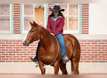 Caballo cuarto de milla, Caballo castrado, 14 años, 155 cm, Alazán rojizo