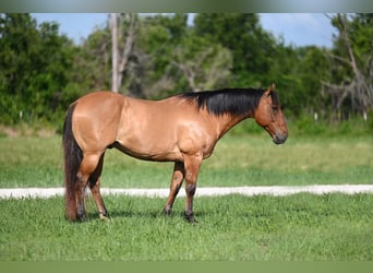 Caballo cuarto de milla, Caballo castrado, 14 años, 155 cm, Bayo