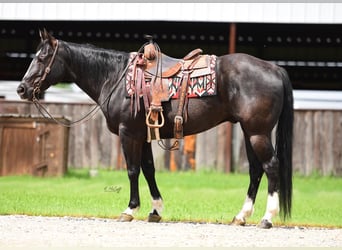 Caballo cuarto de milla, Caballo castrado, 14 años, 155 cm, Negro