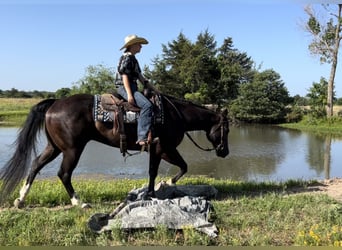 Caballo cuarto de milla, Caballo castrado, 14 años, 155 cm, Negro