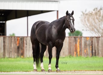 Caballo cuarto de milla, Caballo castrado, 14 años, 155 cm, Negro