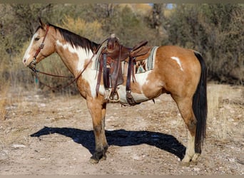 Caballo cuarto de milla, Caballo castrado, 14 años, 155 cm, Overo-todas las-capas