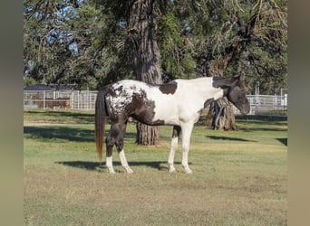 Caballo cuarto de milla, Caballo castrado, 14 años, 155 cm, Tobiano-todas las-capas