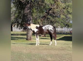 Caballo cuarto de milla, Caballo castrado, 14 años, 155 cm, Tobiano-todas las-capas