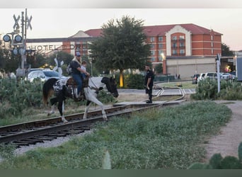Caballo cuarto de milla, Caballo castrado, 14 años, 155 cm, Tobiano-todas las-capas