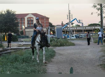 Caballo cuarto de milla, Caballo castrado, 14 años, 155 cm, Tobiano-todas las-capas
