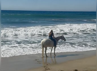 Caballo cuarto de milla, Caballo castrado, 14 años, 155 cm, Tordo