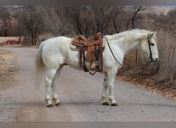 Caballo cuarto de milla, Caballo castrado, 14 años, 155 cm, White/Blanco