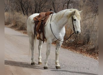 Caballo cuarto de milla, Caballo castrado, 14 años, 155 cm, White/Blanco
