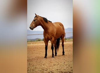 Caballo cuarto de milla, Caballo castrado, 14 años, 157 cm, Buckskin/Bayo