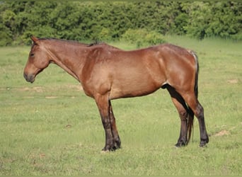 Caballo cuarto de milla, Caballo castrado, 14 años, 157 cm, Castaño-ruano