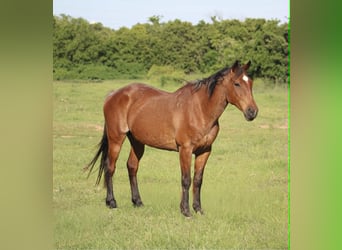 Caballo cuarto de milla, Caballo castrado, 14 años, 157 cm, Castaño-ruano