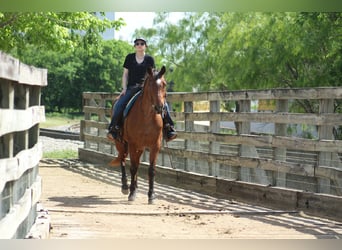 Caballo cuarto de milla, Caballo castrado, 14 años, 157 cm, Castaño-ruano