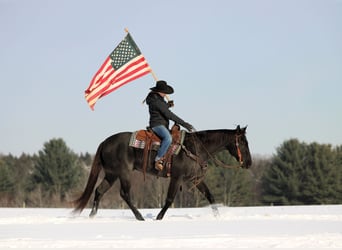 Caballo cuarto de milla, Caballo castrado, 14 años, 160 cm, Ruano azulado