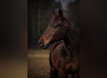 Caballo cuarto de milla, Caballo castrado, 14 años, 163 cm, Castaño oscuro