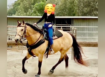 Caballo cuarto de milla Mestizo, Caballo castrado, 14 años, 173 cm, Buckskin/Bayo