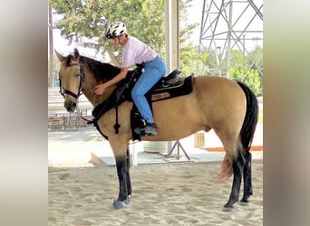 Caballo cuarto de milla Mestizo, Caballo castrado, 14 años, 173 cm, Buckskin/Bayo