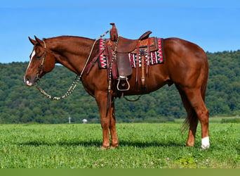 Caballo cuarto de milla, Caballo castrado, 14 años, Alazán rojizo