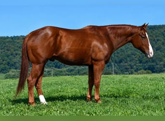 Caballo cuarto de milla, Caballo castrado, 14 años, Alazán rojizo