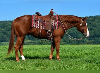 Caballo cuarto de milla, Caballo castrado, 14 años, Alazán rojizo