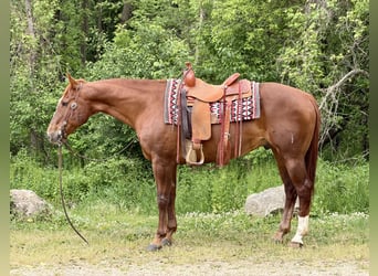 Caballo cuarto de milla, Caballo castrado, 14 años, Alazán rojizo