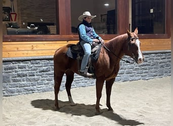 Caballo cuarto de milla, Caballo castrado, 14 años, Alazán rojizo