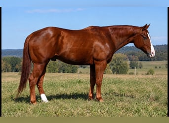 Caballo cuarto de milla, Caballo castrado, 14 años, Alazán rojizo