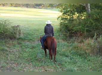 Caballo cuarto de milla, Caballo castrado, 14 años, Alazán rojizo