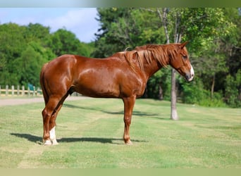Caballo cuarto de milla, Caballo castrado, 14 años, Alazán rojizo
