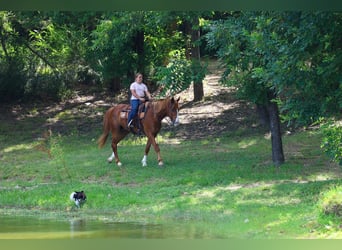 Caballo cuarto de milla, Caballo castrado, 14 años, Alazán rojizo