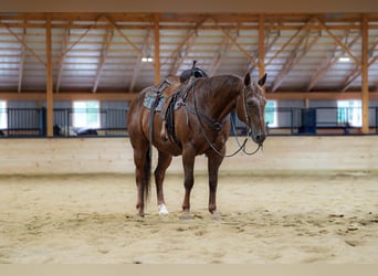 Caballo cuarto de milla, Caballo castrado, 14 años, Alazán-tostado