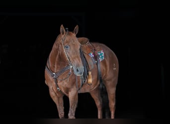 Caballo cuarto de milla, Caballo castrado, 14 años, Alazán-tostado