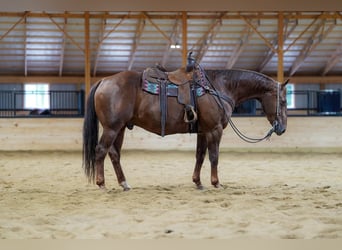 Caballo cuarto de milla, Caballo castrado, 14 años, Alazán-tostado